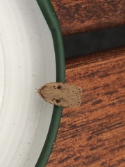 Agonopterix yeatiana