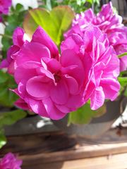 Pelargonium × hybridum