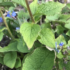 Brunnera