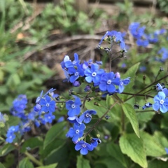 Brunnera