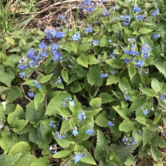 Brunnera