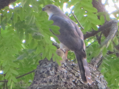 Accipiter minullus