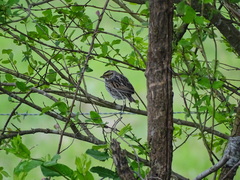 Passerculus sandwichensis savanna