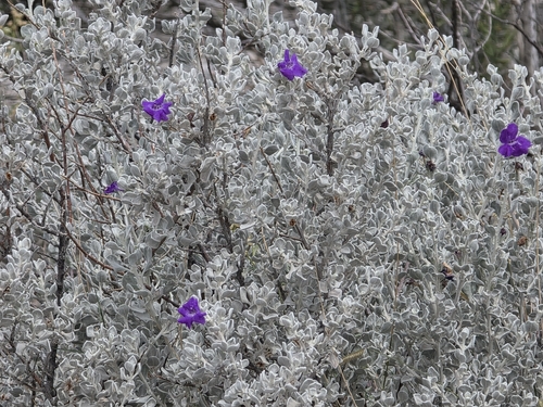 Leucophyllum candidum, photograph 6