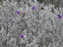 Leucophyllum candidum, photograph (c) Cleveland Powell, some rights reserved (CC BY)