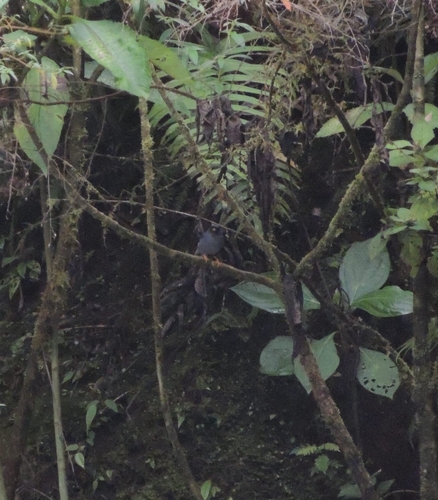 Black-faced Solitaire (Myadestes melanops), photo 5