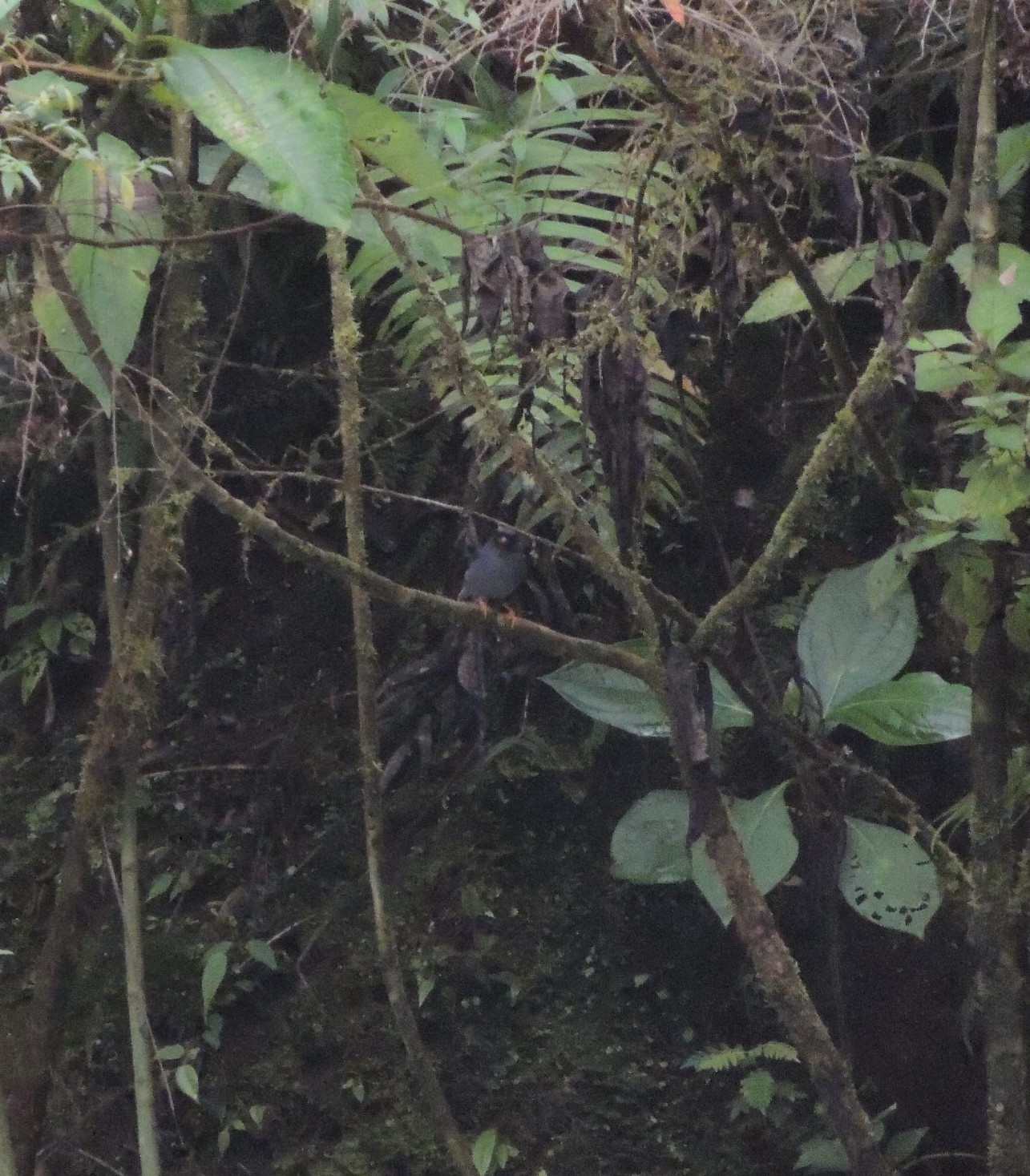 Black-faced Solitaire (Myadestes melanops), photo 5