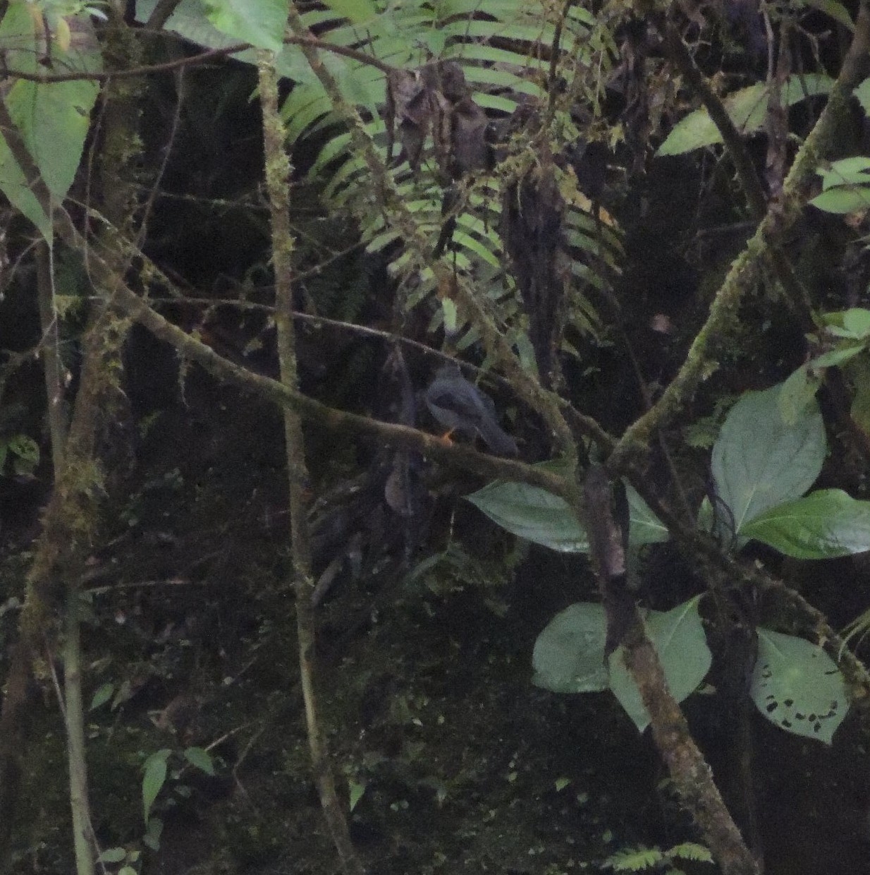 Black-faced Solitaire (Myadestes melanops), photo 6