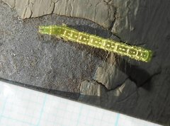 Euwilemania angulata