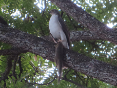 Accipiter minullus