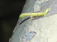 Euwilemania angulata