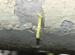 Euwilemania angulata