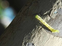 Euwilemania angulata