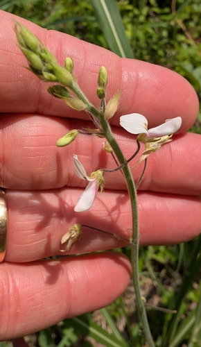 Desmodium tweedyi, photograph 3