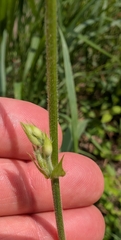 Desmodium tweedyi, photograph author not stated, no rights reserved