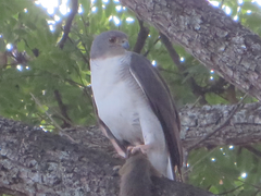 Accipiter minullus
