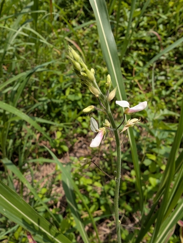 Desmodium tweedyi, photograph 5