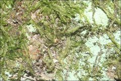 Lophocolea semiteres