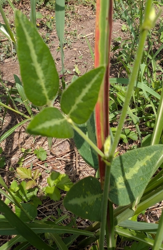 Desmodium tweedyi, photograph 6