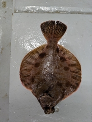 Pleuronichthys decurrens