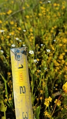 Plagiobothrys stipitatus