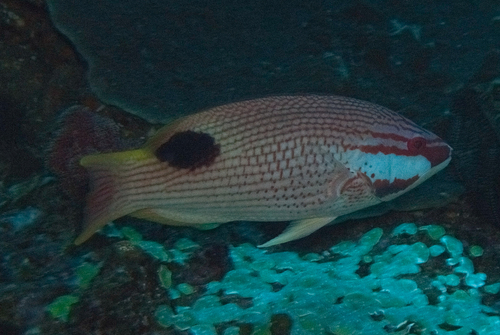 Bodianus bilunulatus observed 2026-05-11