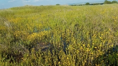 Plagiobothrys stipitatus