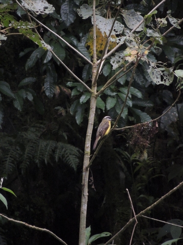 Golden-bellied Flycatcher (Myiodynastes hemichrysus), photo 7