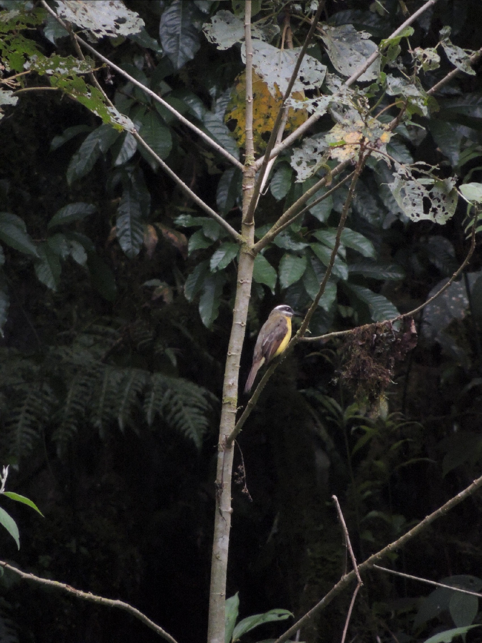 Golden-bellied Flycatcher (Myiodynastes hemichrysus), photo 7