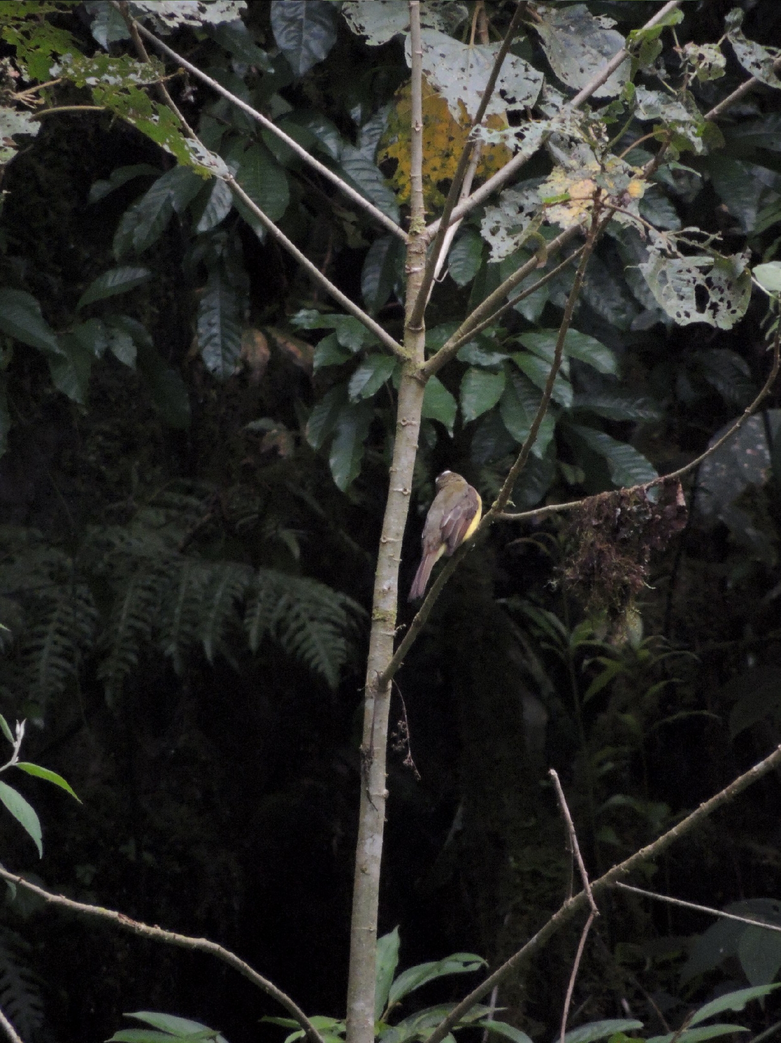 Golden-bellied Flycatcher (Myiodynastes hemichrysus), photo 8