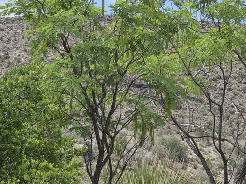 Leucaena retusa, photograph 5