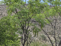 Leucaena retusa, photograph (c) Cleveland Powell, some rights reserved (CC BY)