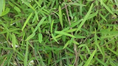 Clitoria heterophylla image