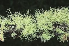 Usnea inermis