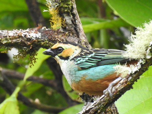 Golden-eared Tanager