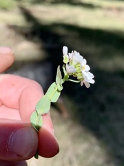 Noccaea fendleri