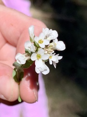 Noccaea fendleri