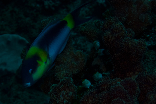 Thalassoma genivittatum observed 2026-05-11