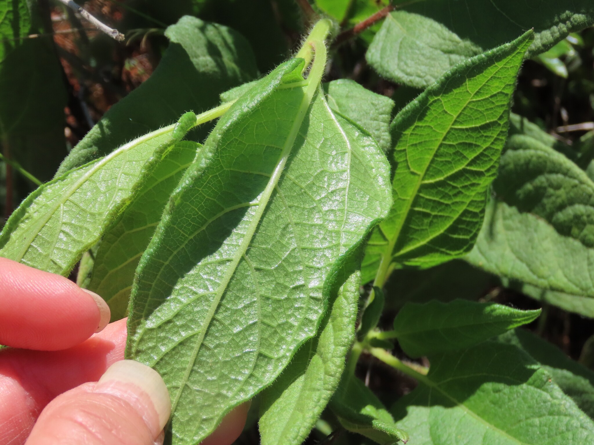 Imagem de Agnorhiza reticulata