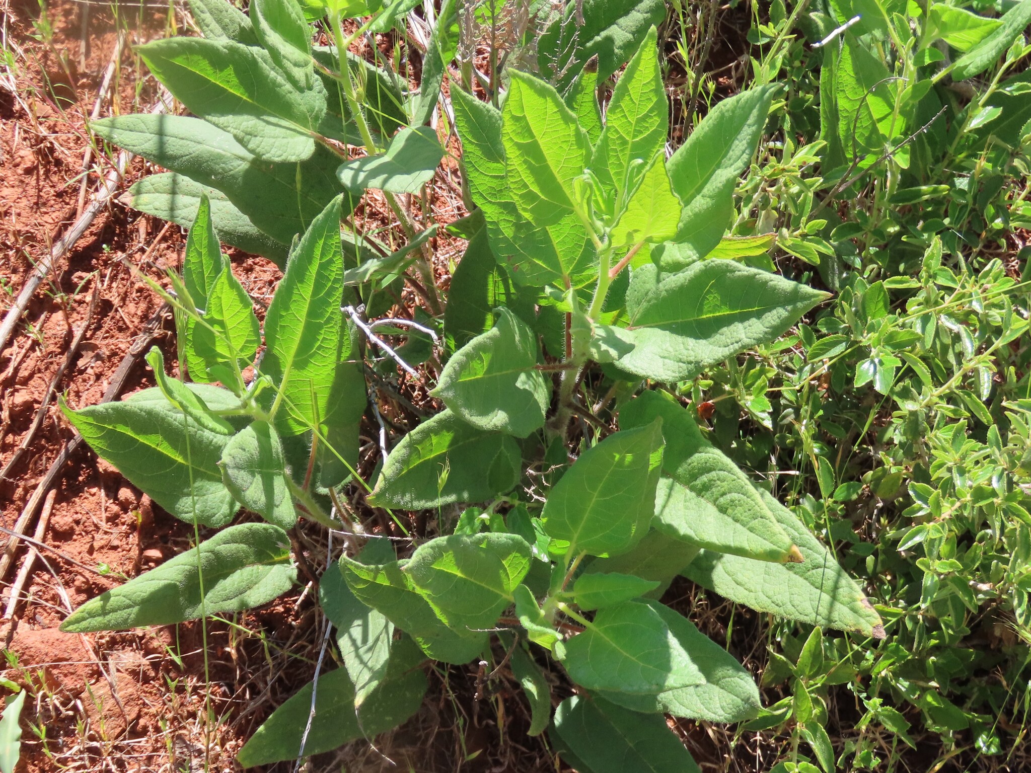Imagem de Agnorhiza reticulata