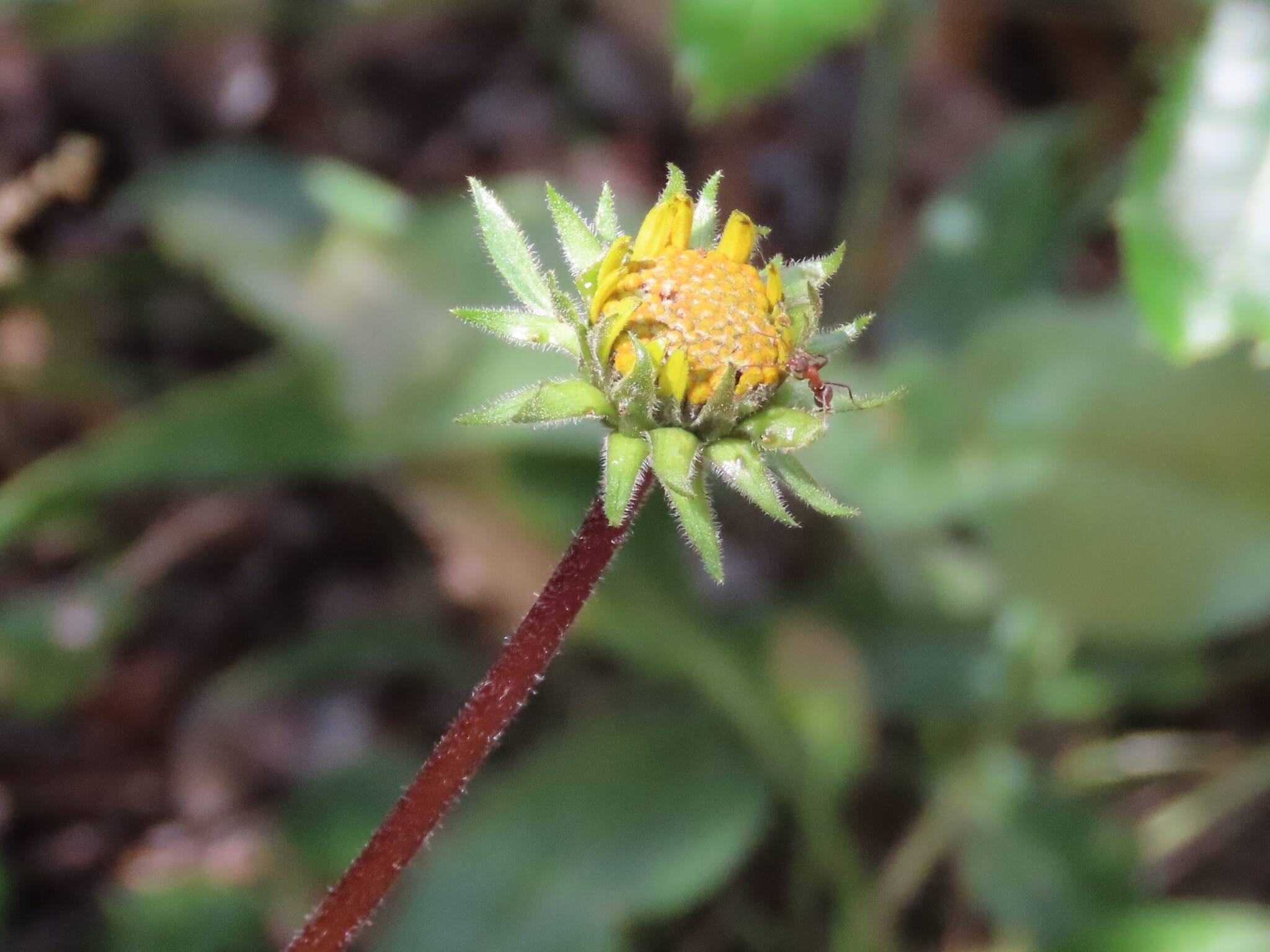 Imagem de Agnorhiza reticulata