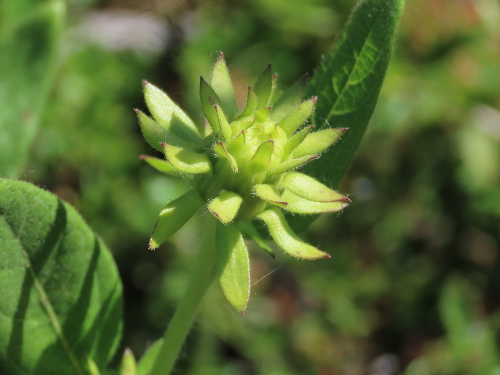 Foto de Agnorhiza reticulata