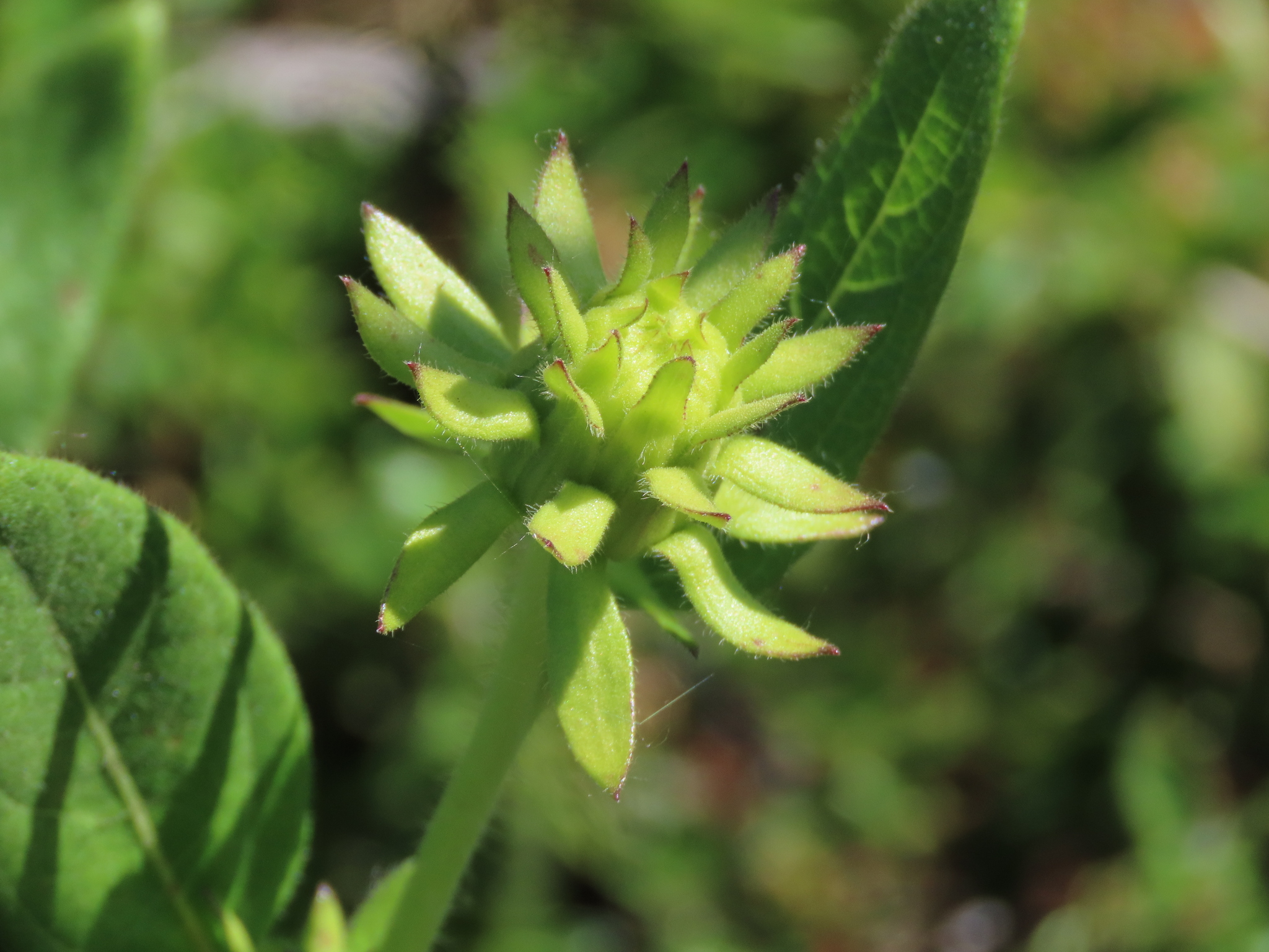 Imagem de Agnorhiza reticulata