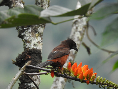Silver-beaked Tanager