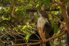 Buteo jamaicensis costaricensis