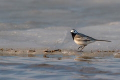Motacilla alba