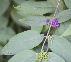 Callicarpa pedunculata