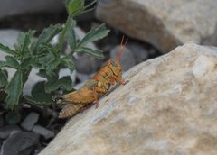 Agroecotettix modestus