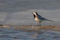Motacilla alba
