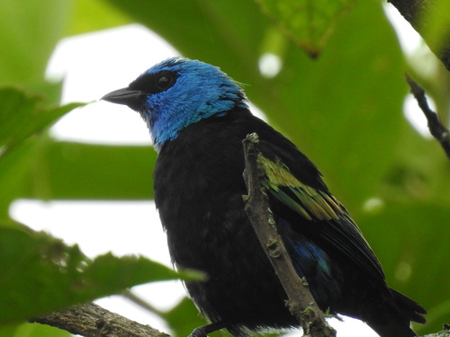 Blue-necked Tanager